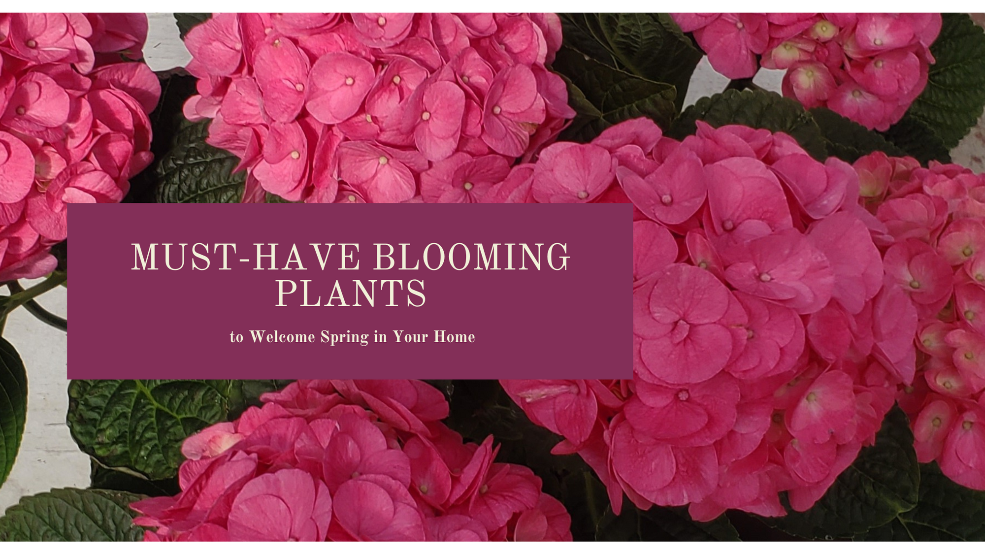 Must-Have Blooming Plants to Welcome Spring in Your Home