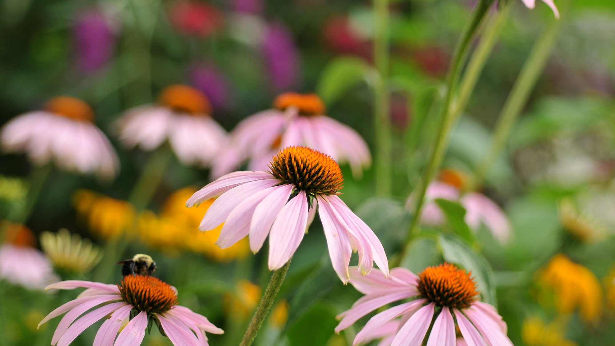 Plant These Perennials This Fall for Spring Blooms