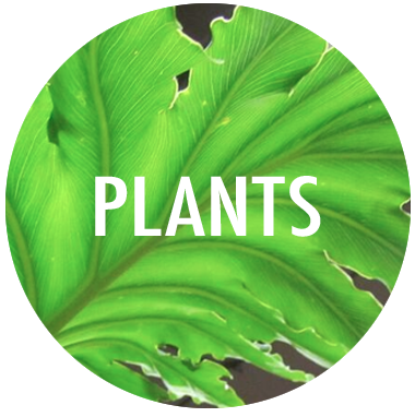 Shop | Plants