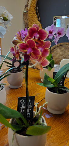 Phalaenopsis orchid Medium