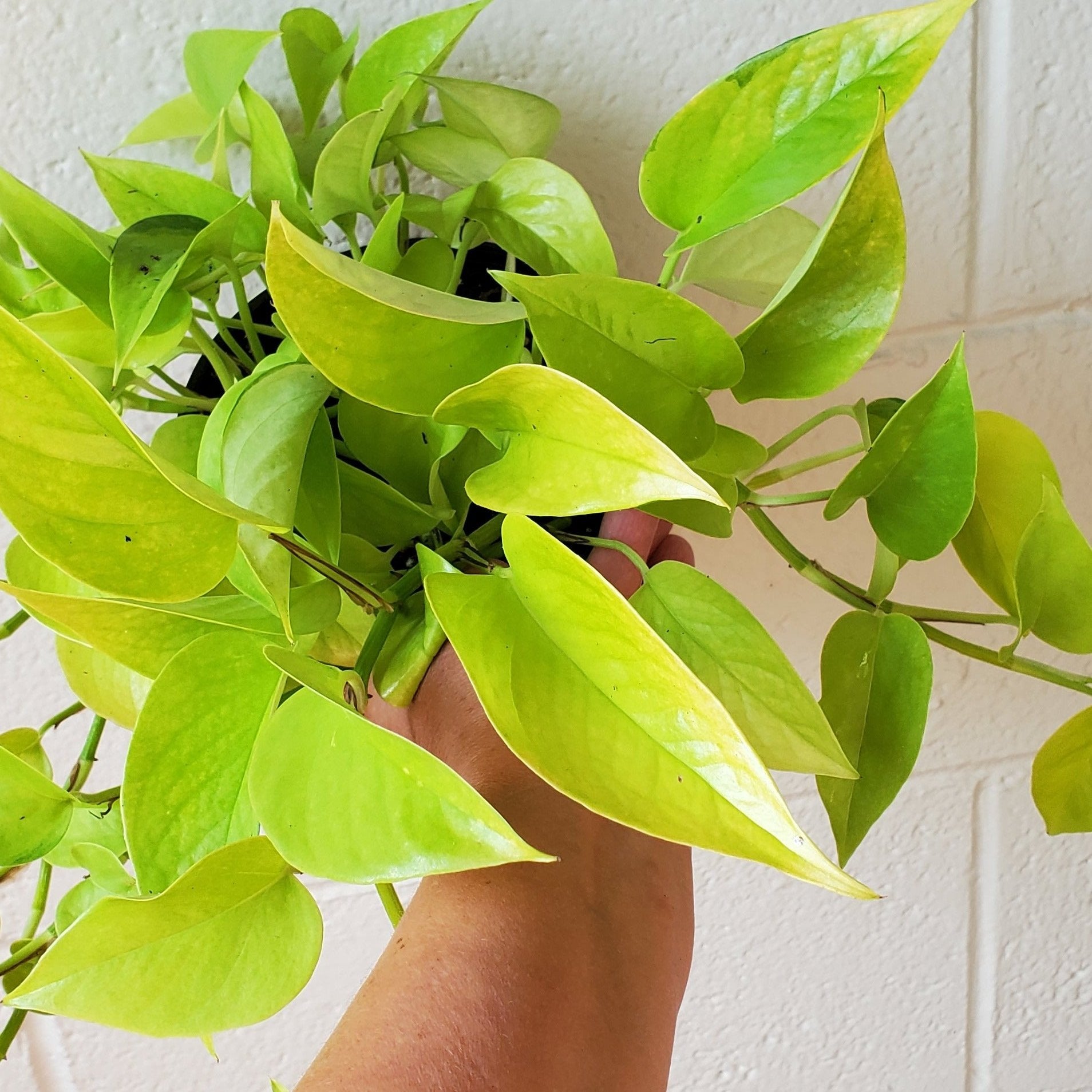 Pothos neon