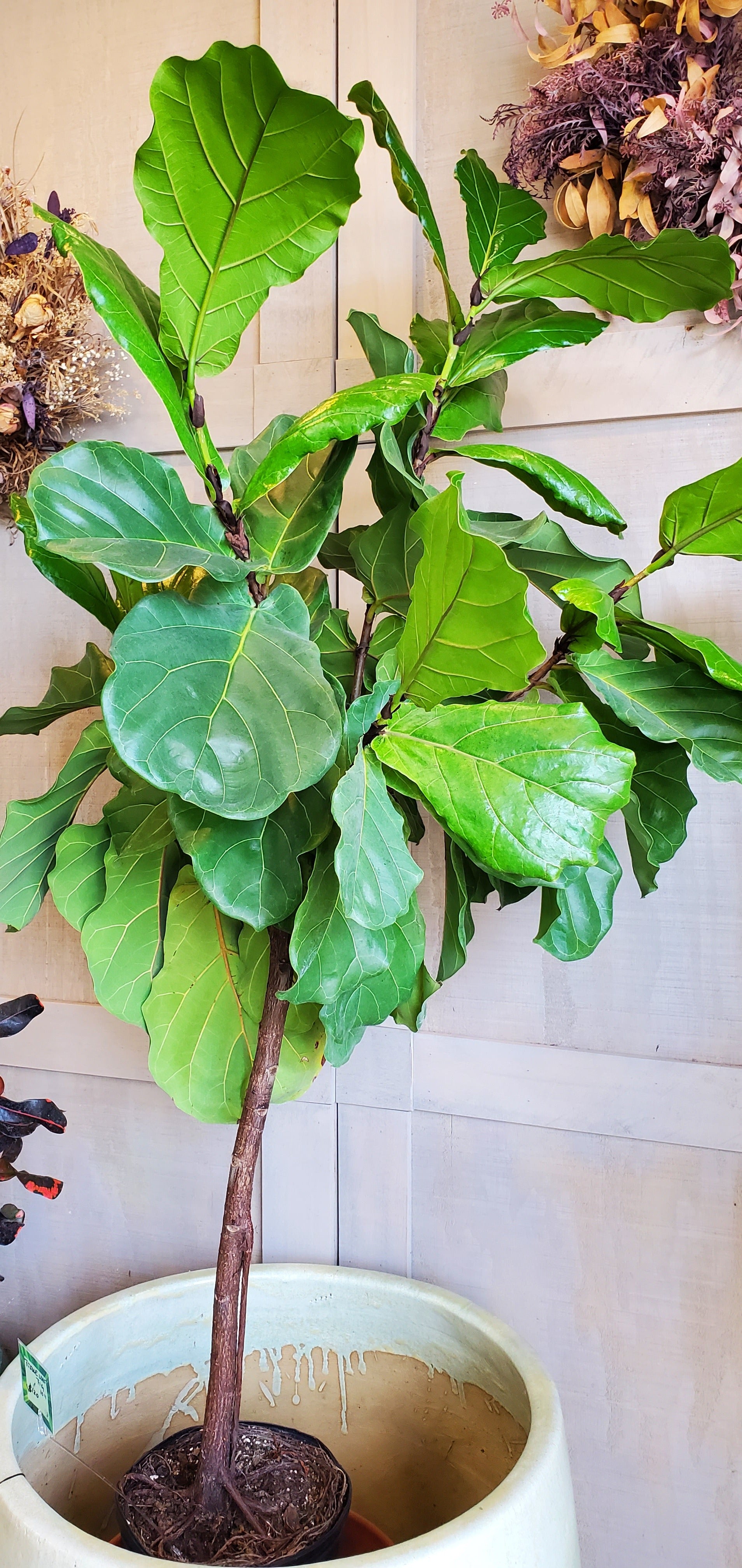 Fiddle leaf fig