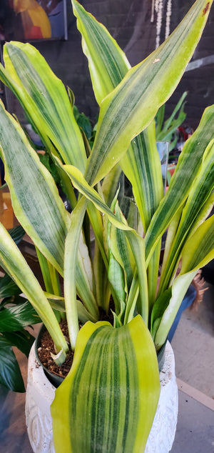 Sansevieria