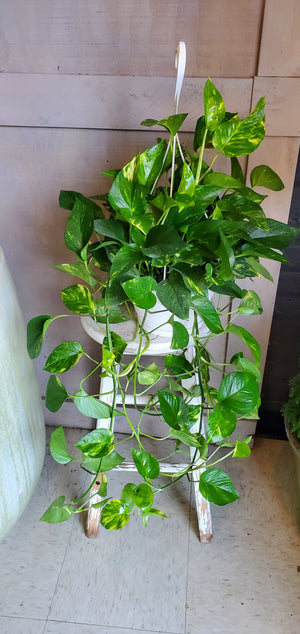 Pothos haning basket