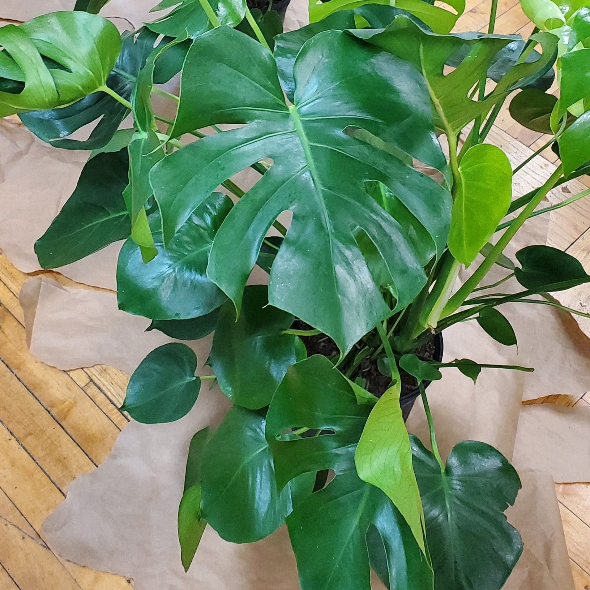 Split Leaf Philodendron