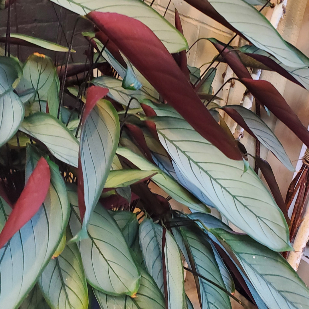 Calathea in 10 inch Pot