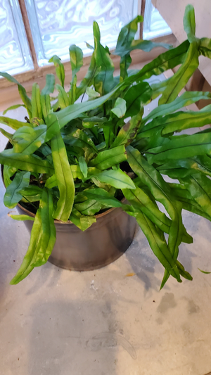 Fern in 6" pot