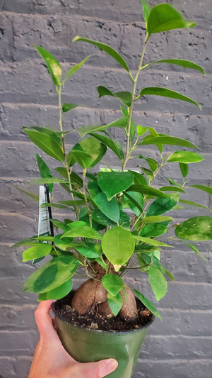 Ficus Ginseng