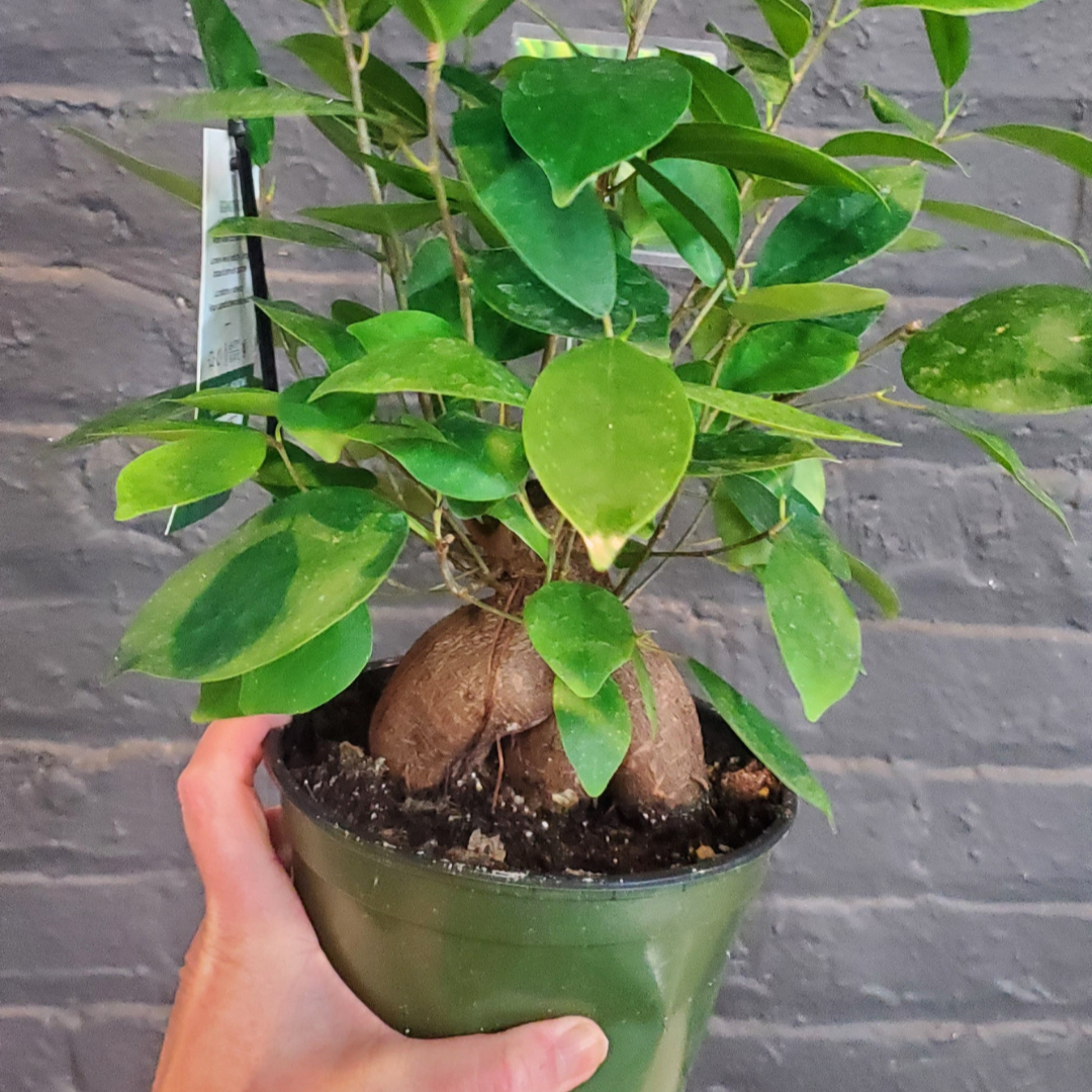 Ficus Ginseng