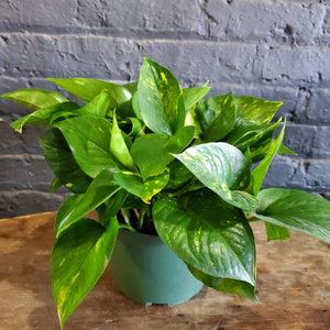 Pothos marle queeen