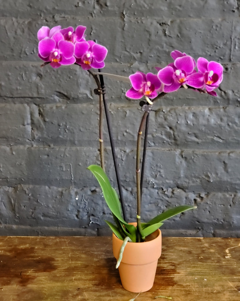Phalaenopsis Orchid Mini 