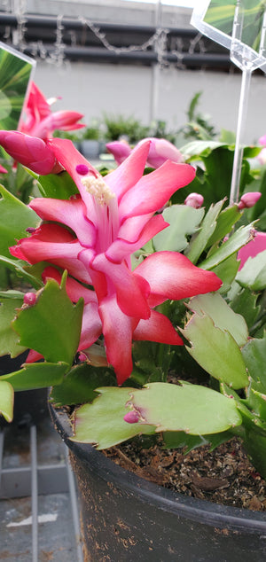 Christmas cactus