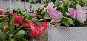 Christmas cactus