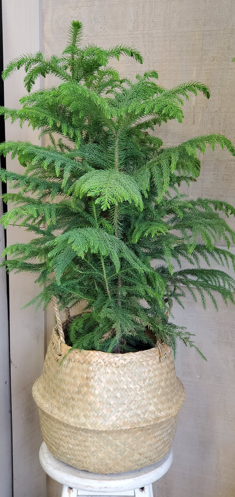 Norfolk Pine in Yaya basket
