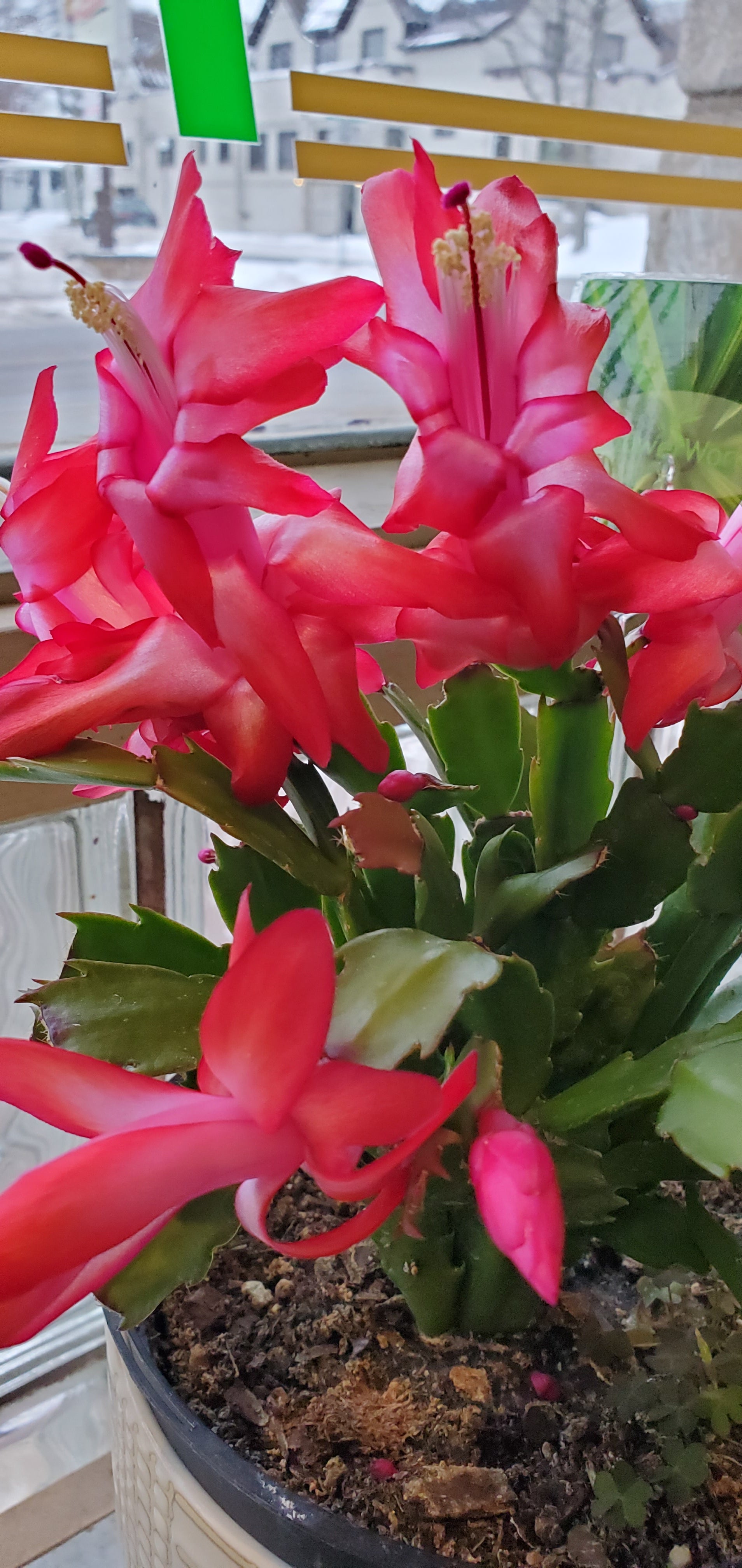 Christmas cactus