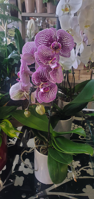 Phalaenopsis Orchid