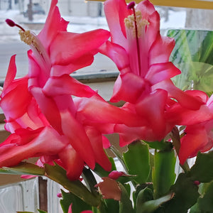 Christmas cactus