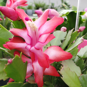 Christmas cactus