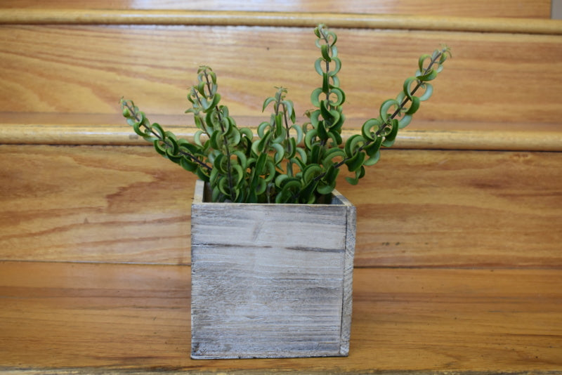 Succulent in an Accent Decor wooden cube pot cover