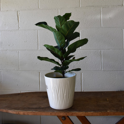 Fiddle leaf fig in a SK "Visby" pot cover