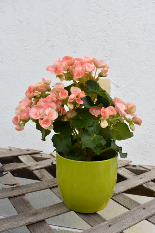 Begonia in four inch a SK pot cover