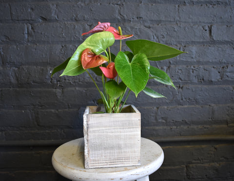 Anthurium in an Accent Decor wooden box pot cover
