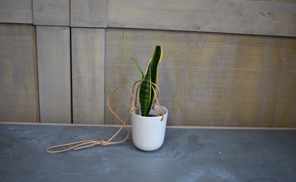 Sansevieria in a SK "Doni" haning pot cover