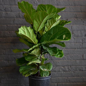 Fiddle leaf