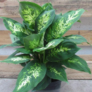 Dieffenbachia