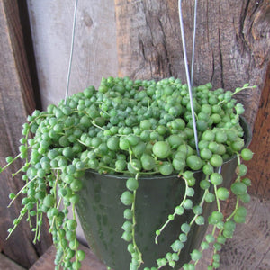 String of Pearls