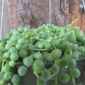 String of pearls