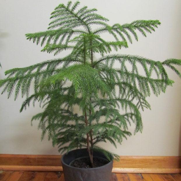 Norfolk pine