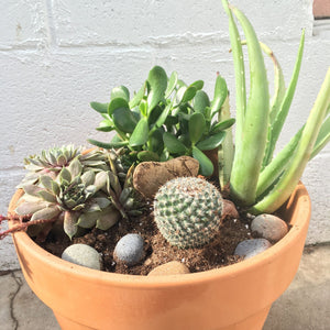 Indoor succulent planter