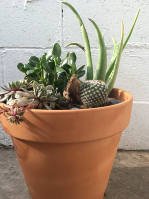 Indoor succulent planter