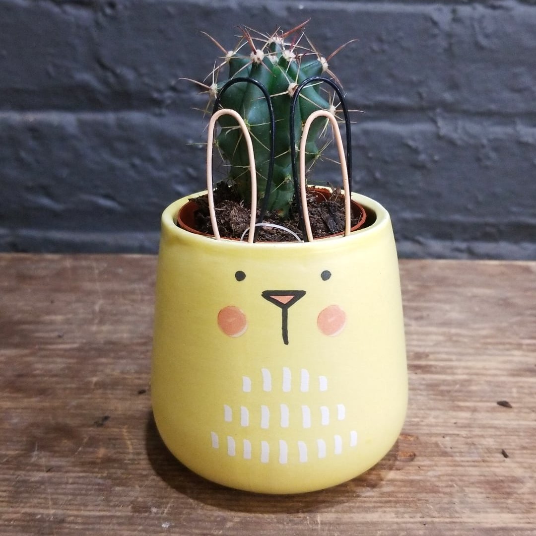 "Sunny Bunny" Pot w/ 2" Plant