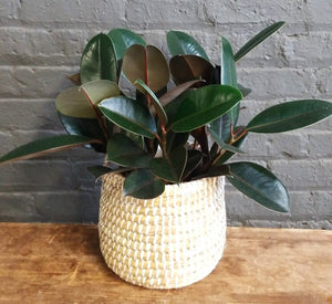 Rubber Tree in Accent Decor "Tejida" basket