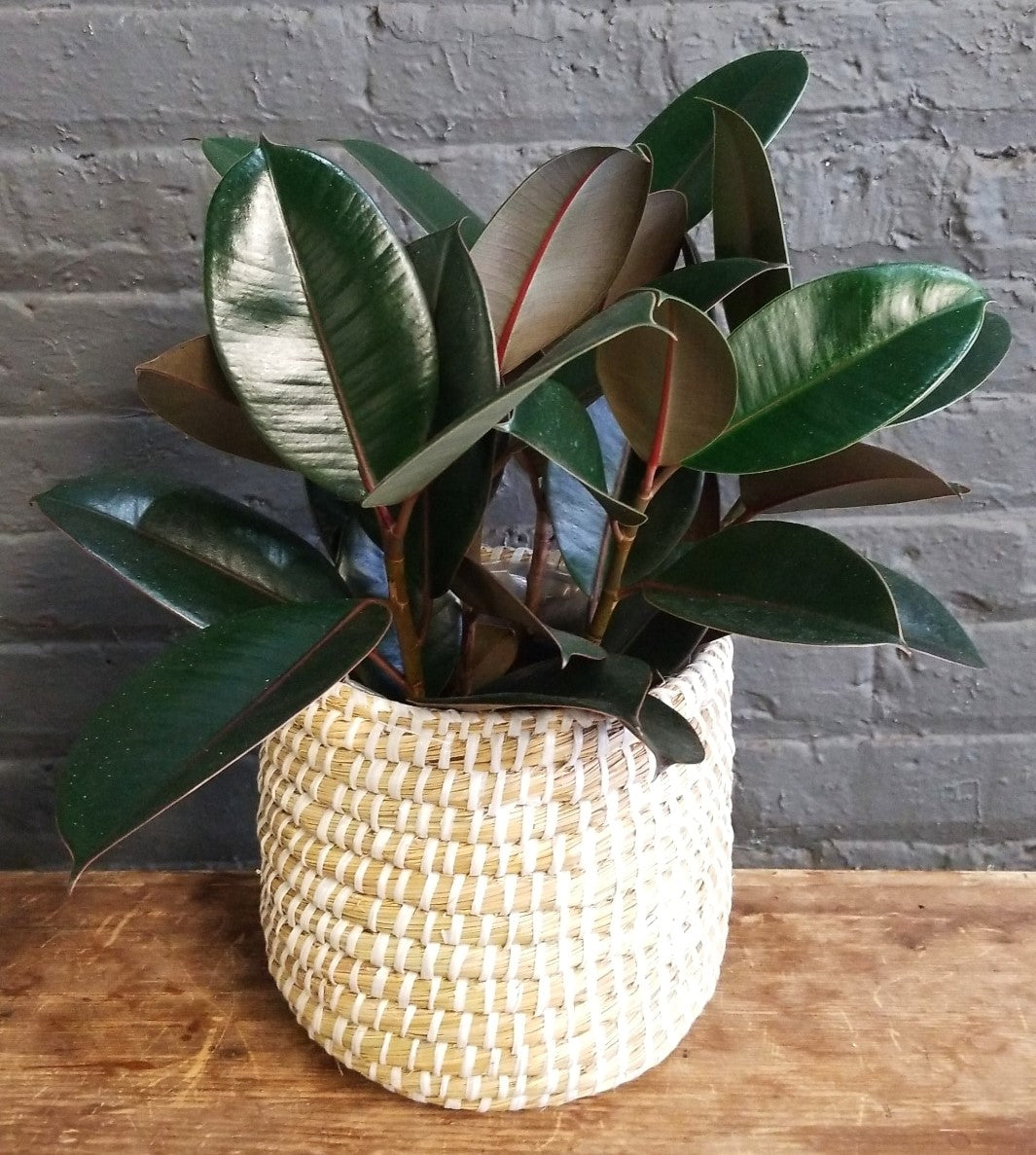 Rubber Tree in Accent Decor "Tejida" basket