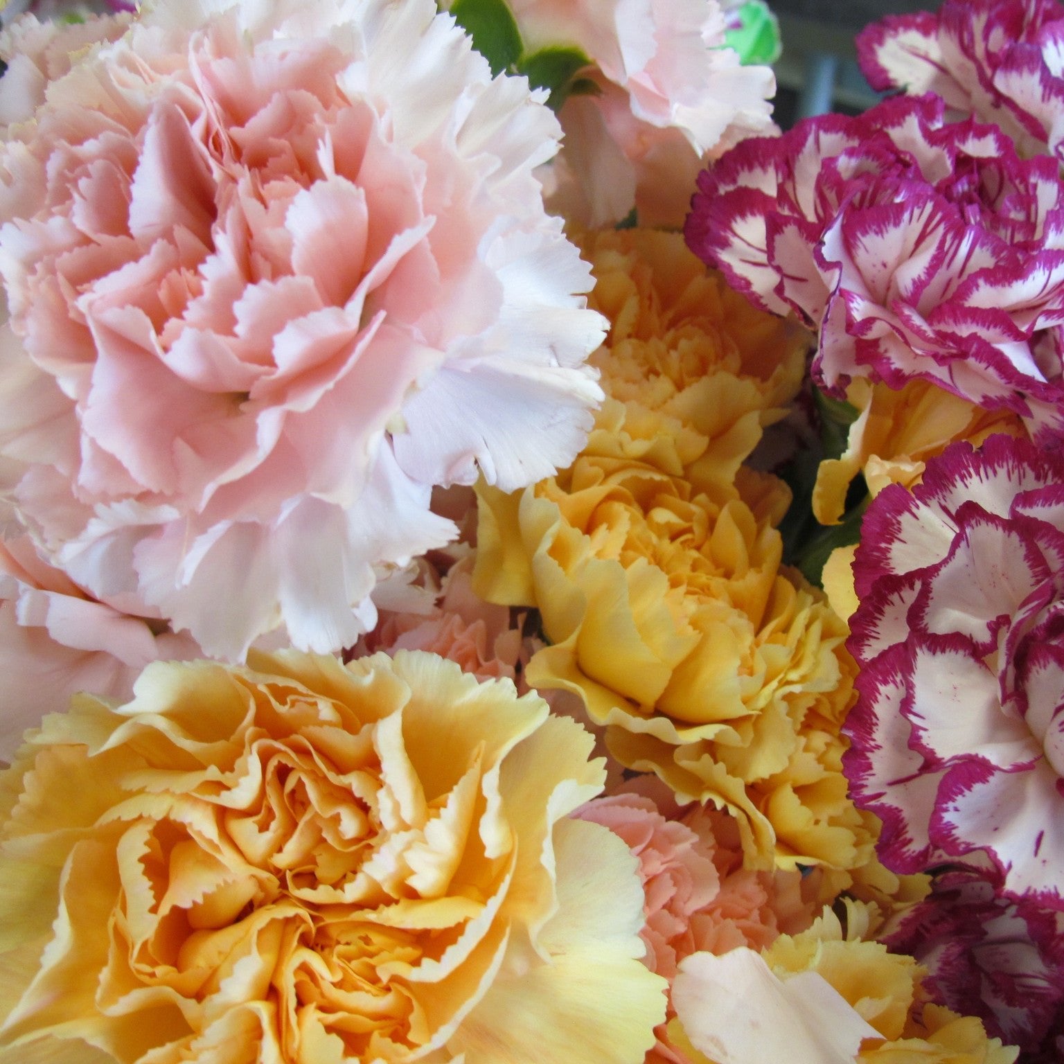 one dozen carnations